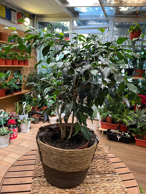 Plantas RV - Ficus Benjamina tamaño M 