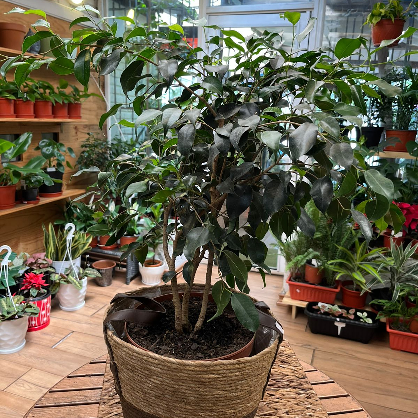 Plantas RV - Ficus tamaño M / Retiro en tienda 1
