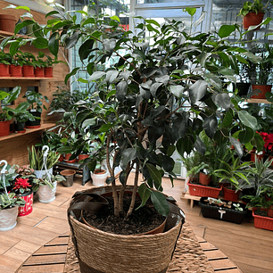 Plantas RV - Ficus tamaño M / Retiro en tienda