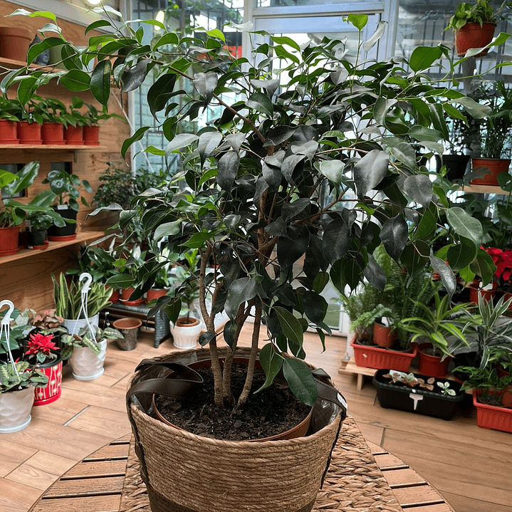 Plantas RV - Ficus tamaño M / Retiro en tienda 1