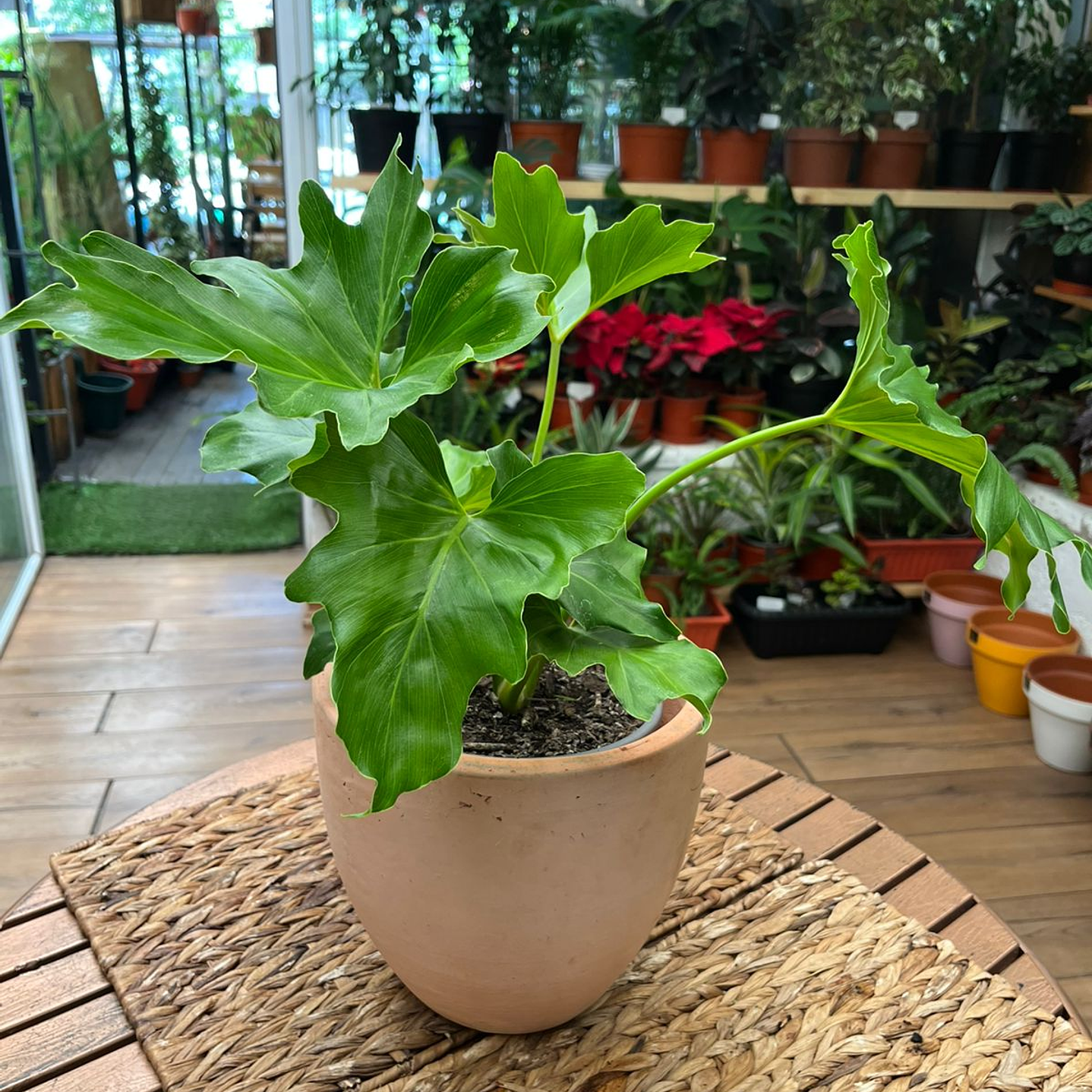 Plantas RV - Paraguayo tamaño M  1