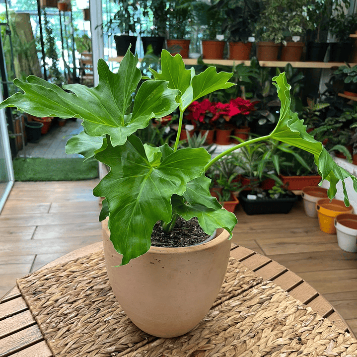 Plantas RV - Paraguayo tamaño M  1