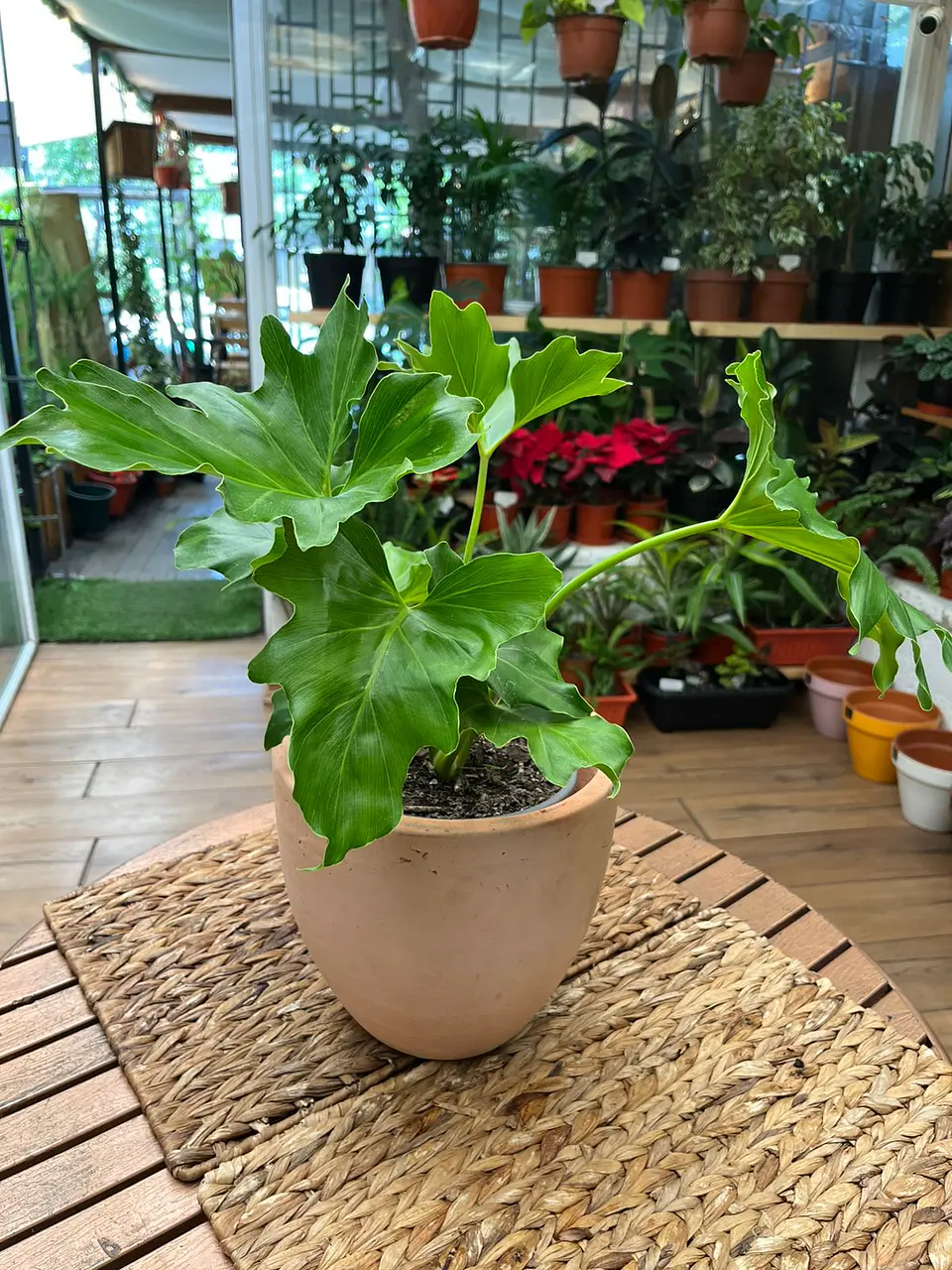 Plantas RV - Paraguayo tamaño M  1