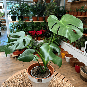 Plantas RV - Monstera tamaño S 