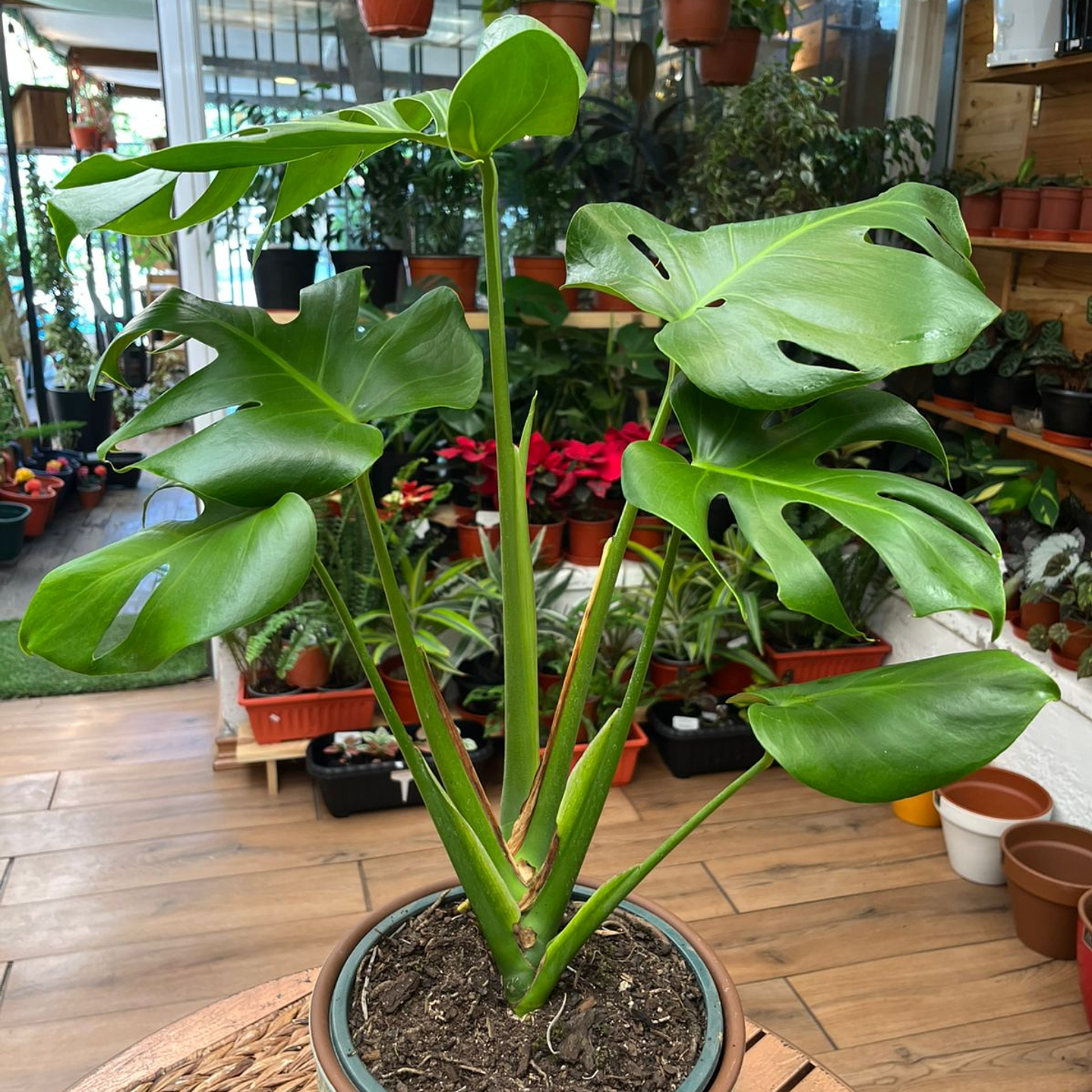 Plantas RV - Monstera tamaño M / Retiro solo en tienda  1