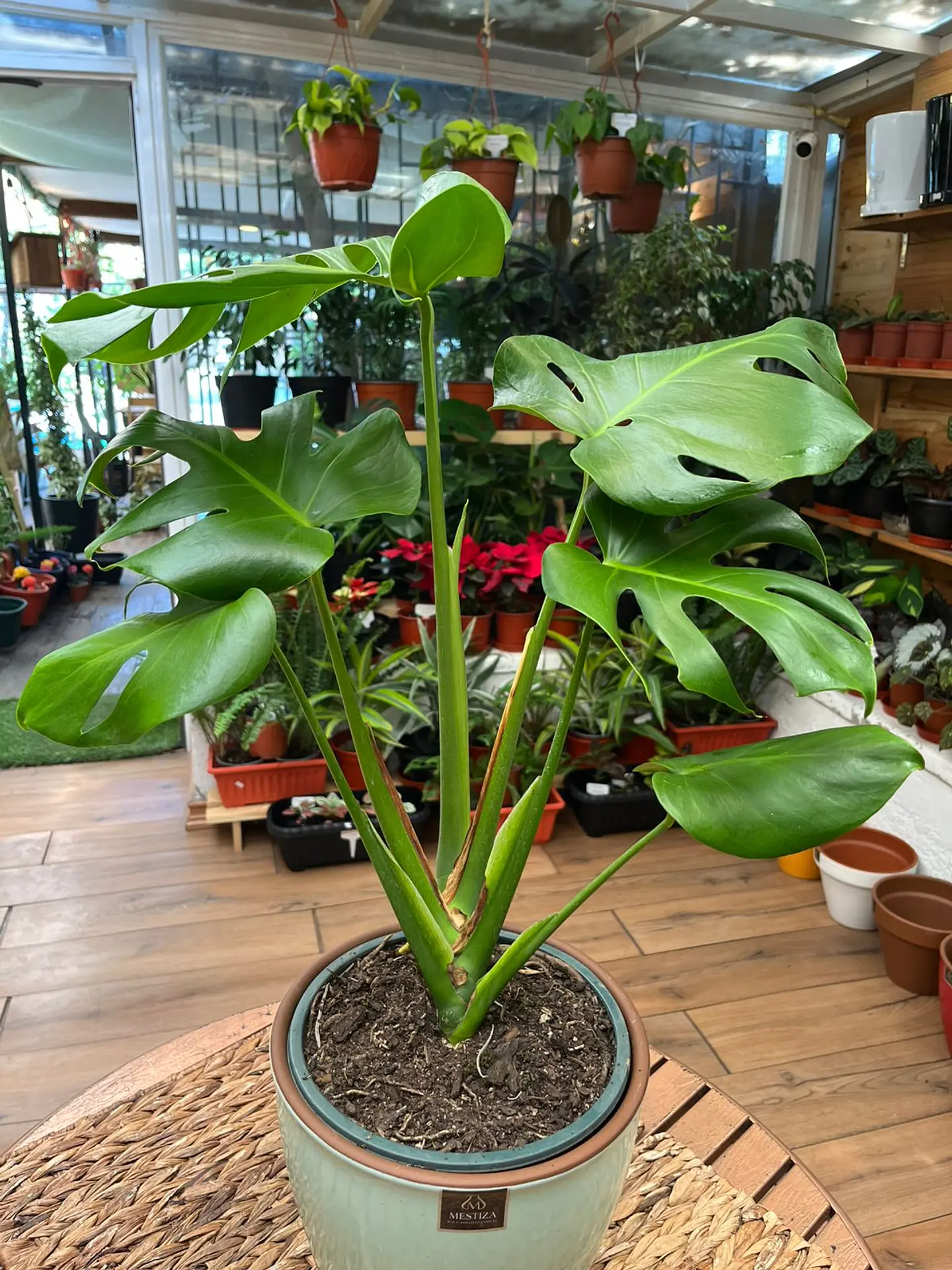 Plantas RV - Monstera Deliciosa Tamaño M 1