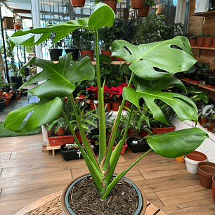 Plantas RV - Monstera tamaño M / Retiro solo en tienda 