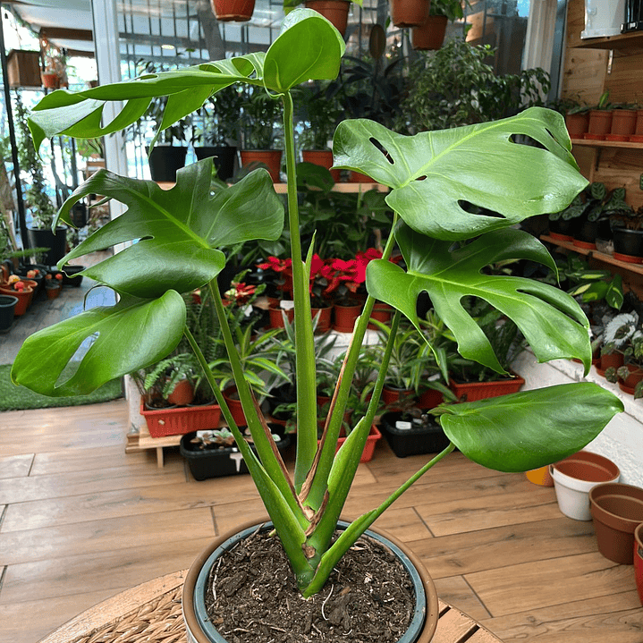 Plantas RV - Monstera tamaño M / Retiro solo en tienda  1