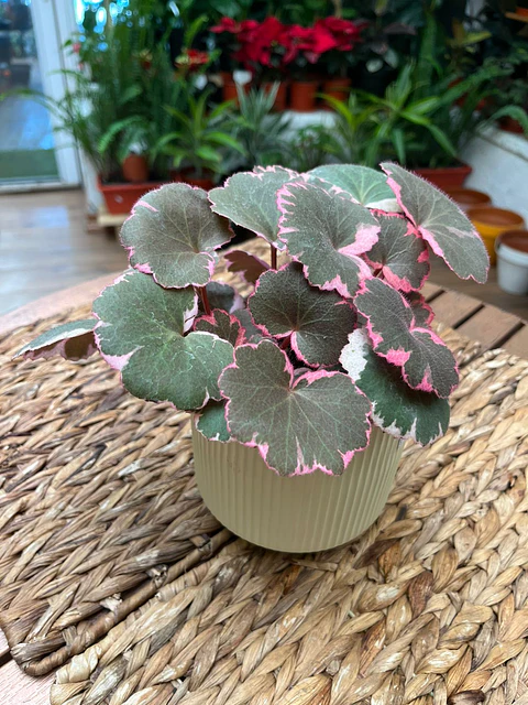 Plantas RV - Saxifraga tamaño M 