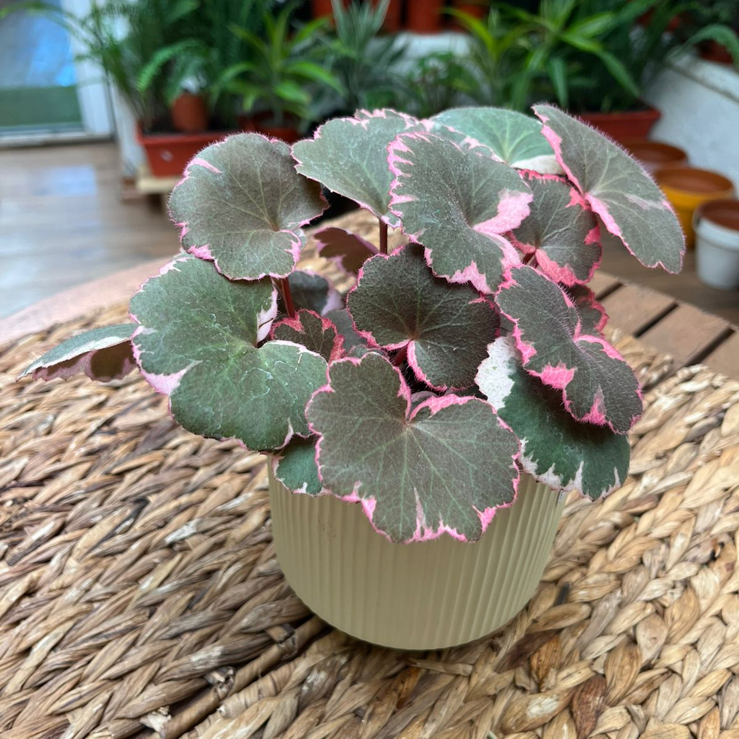 Plantas RV - Saxifraga tamaño M  1