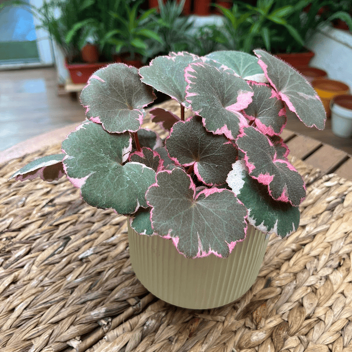 Plantas RV - Saxifraga tamaño M  1