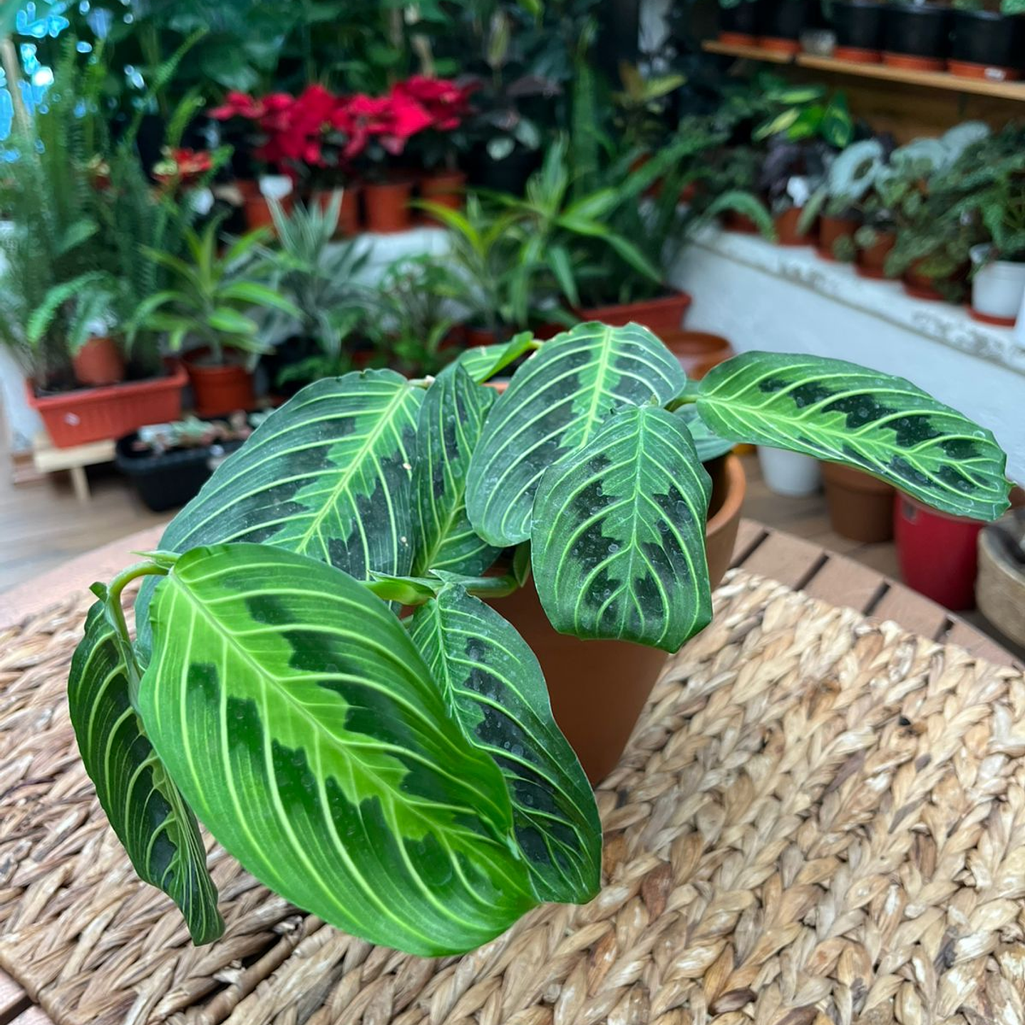 Plantas RV - Maranta Lemon Lime tamaño M  1