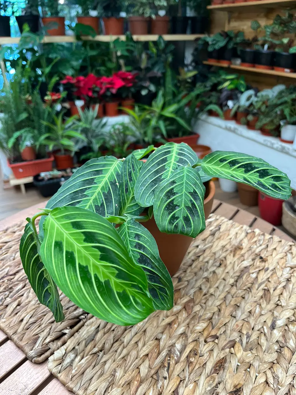 Plantas RV -  Maranta Cat Moustache 1