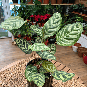 Plantas RV - Calathea Makoyana tamaño L 