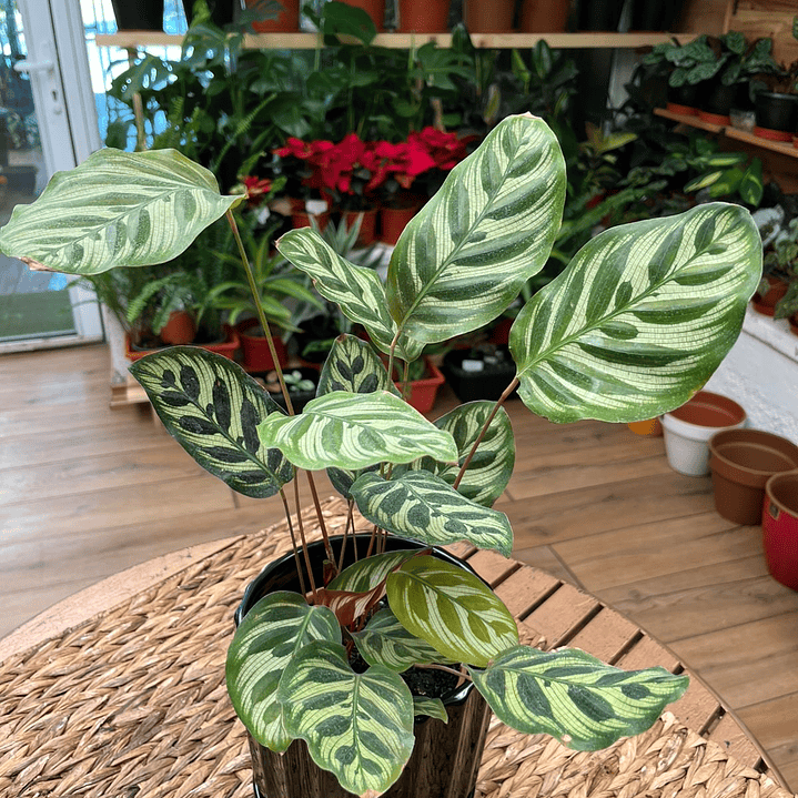 Plantas RV - Calathea Makoyana tamaño L  1