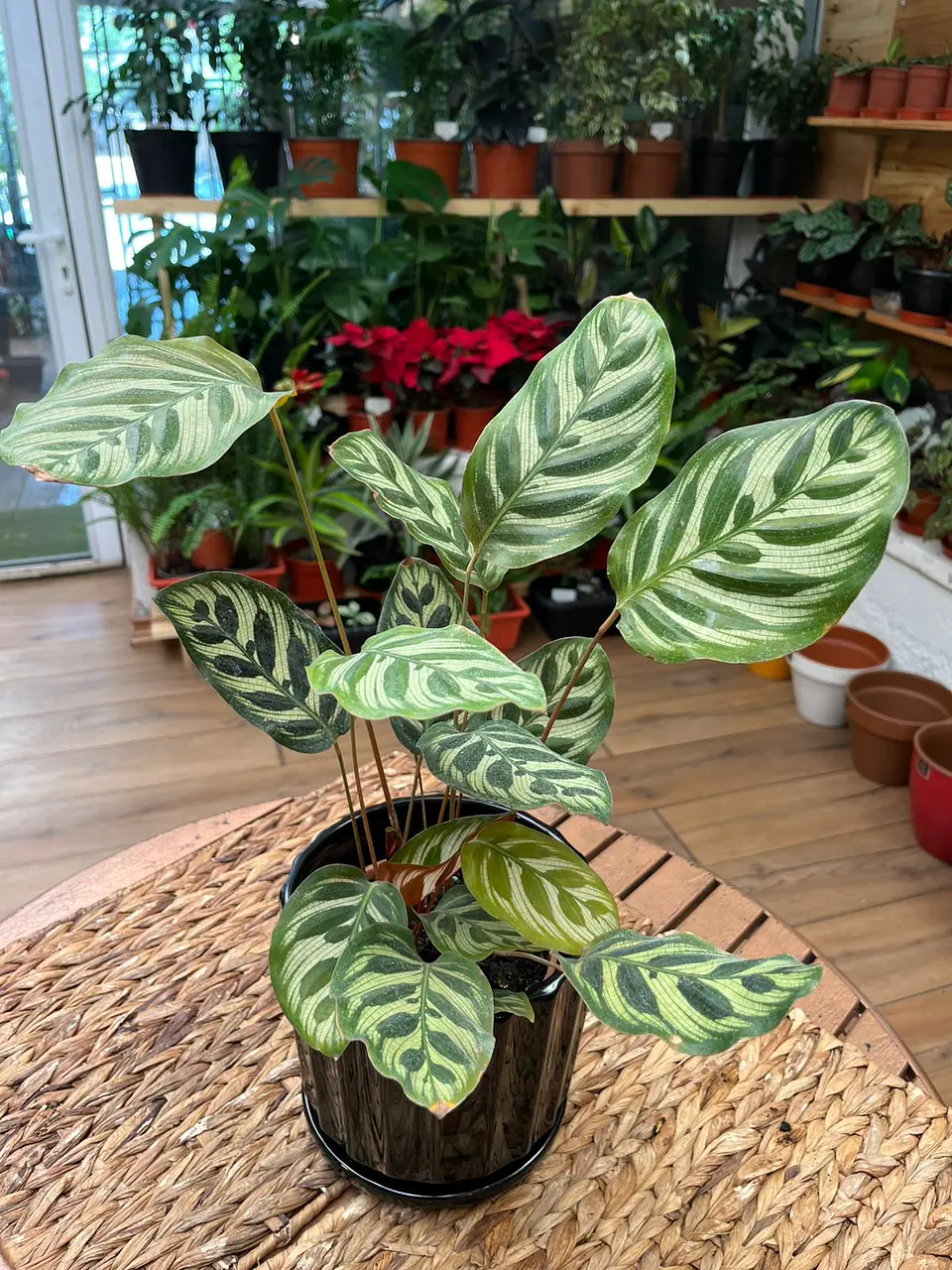 Plantas RV - Calathea Makoyana tamaño L  1