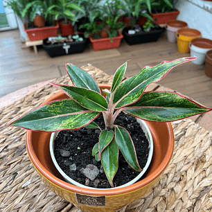 Plantas RV - Aglaonema Siamaurora tamaño M 