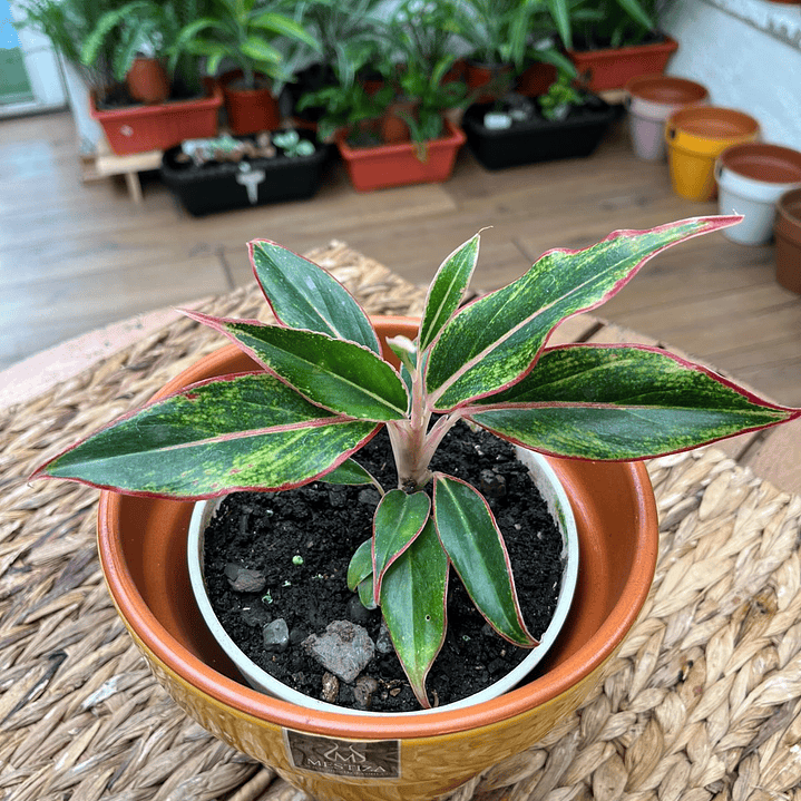 Plantas RV - Aglaonema Siamaurora tamaño M  1