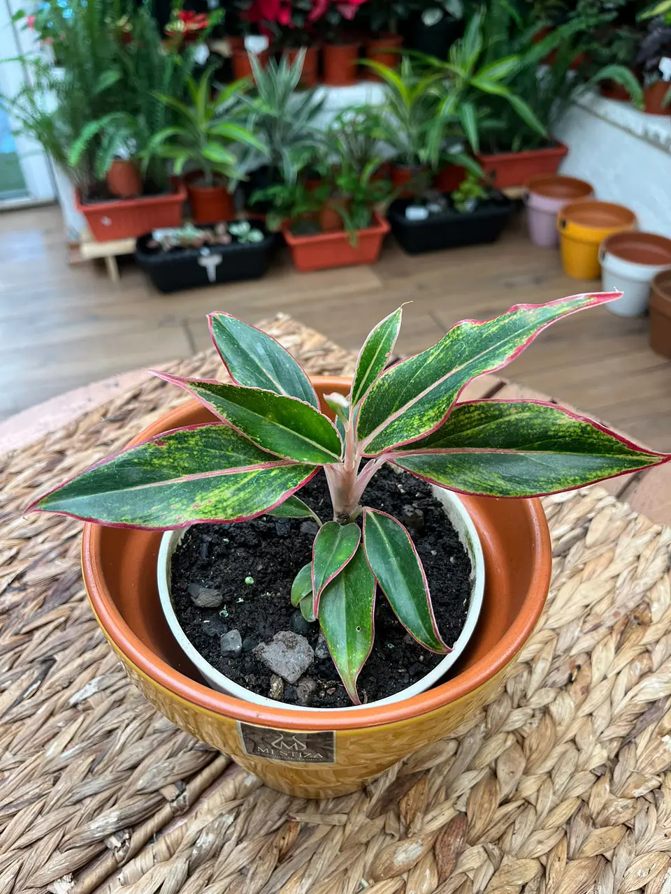 Plantas RV - Aglaonema Siamaurora tamaño M  1