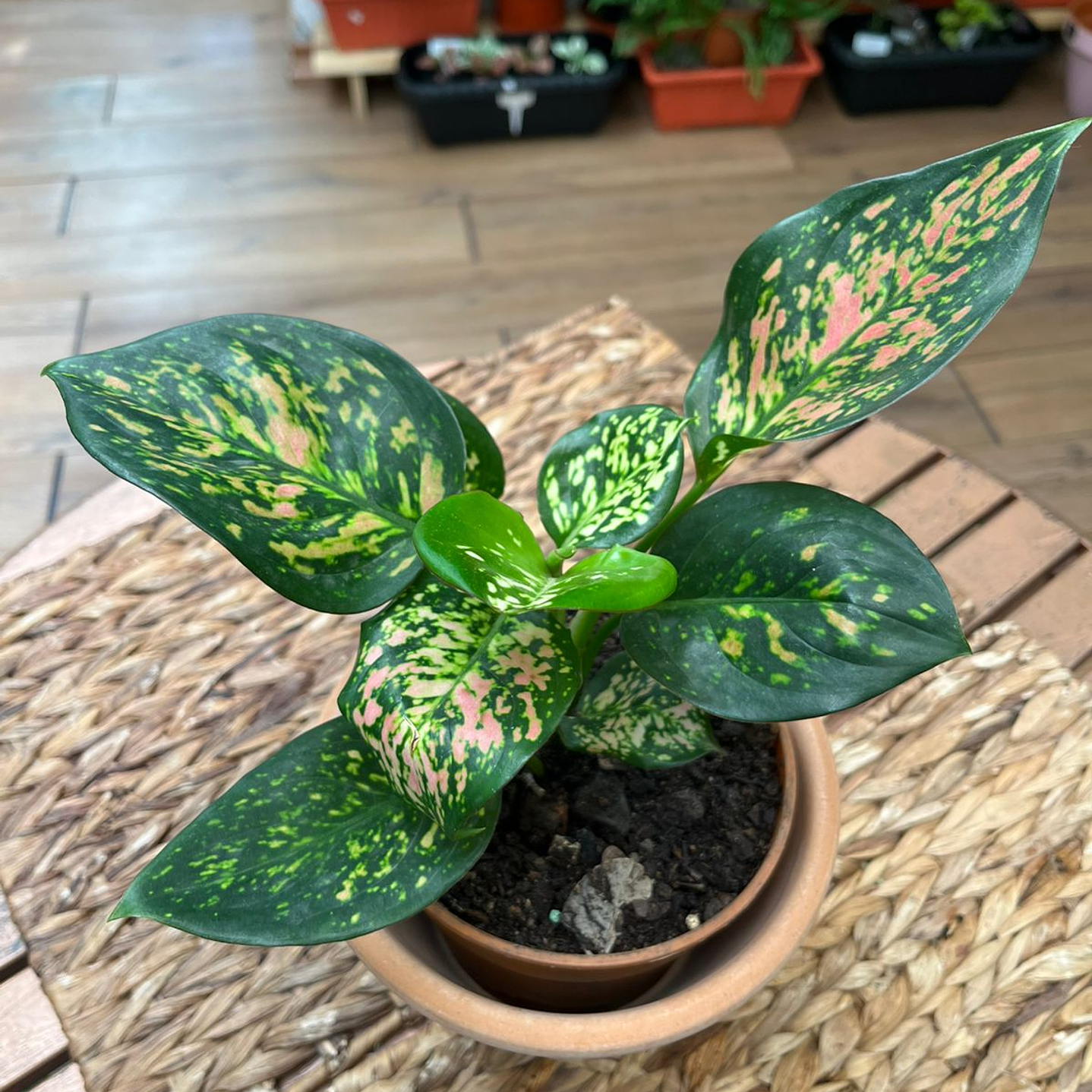 Plantas RV - Aglaonema tamaño M  1
