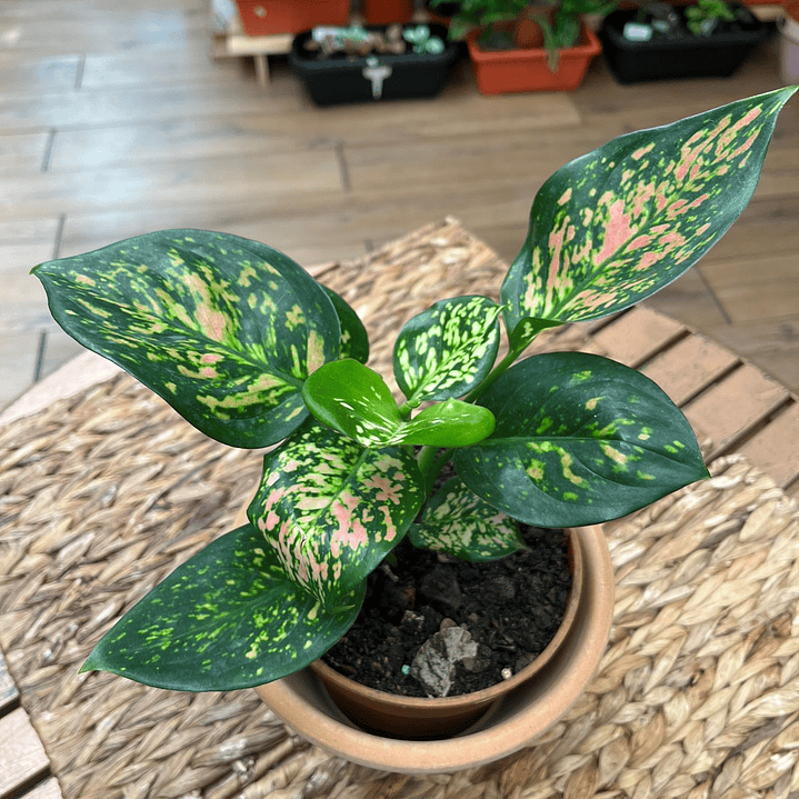Plantas RV - Aglaonema tamaño M  1