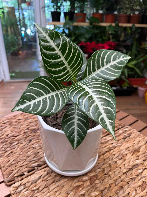 Plantas RV - Afelandra tamaño M (Sin porta maceta)