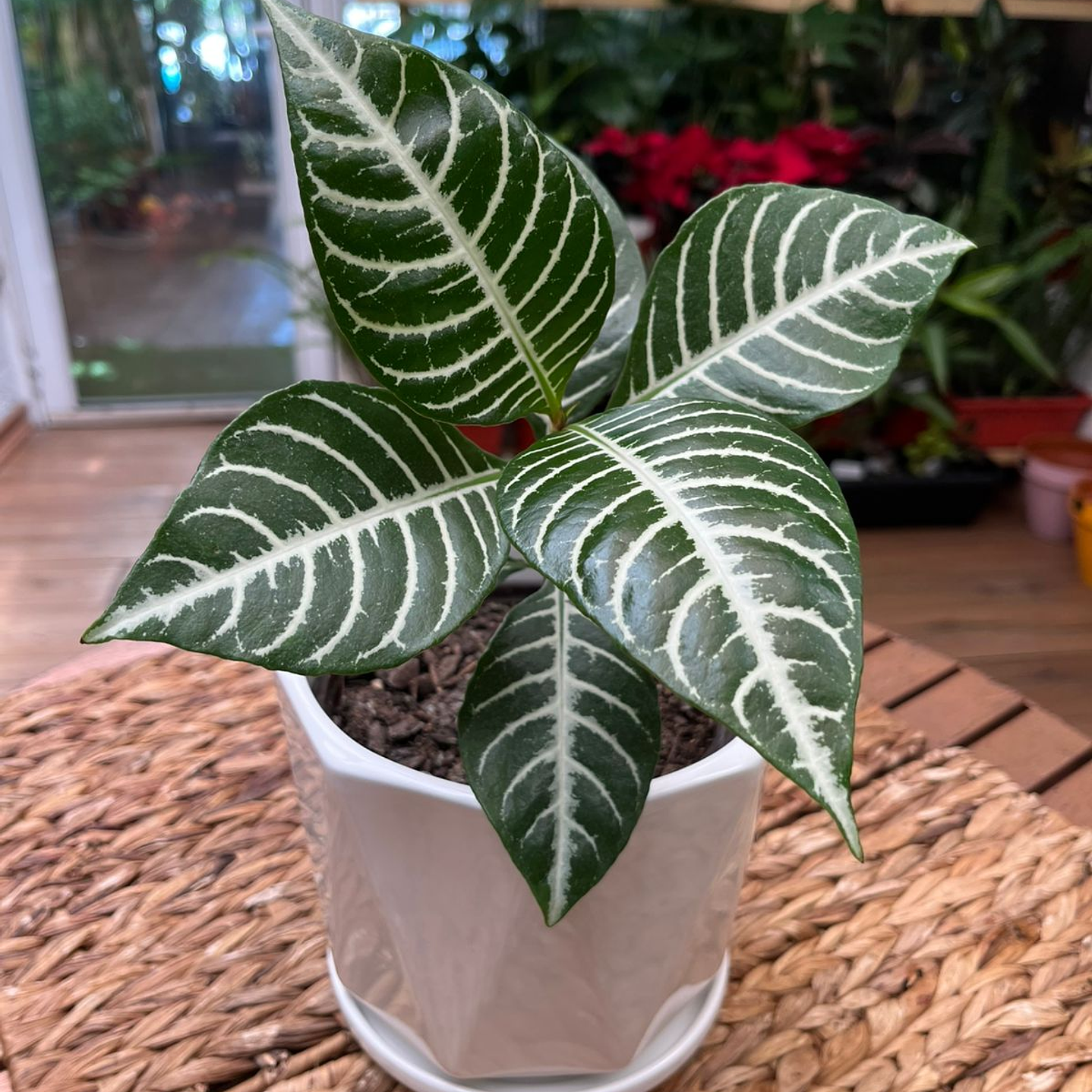 Plantas RV - Afelandra tamaño M  1