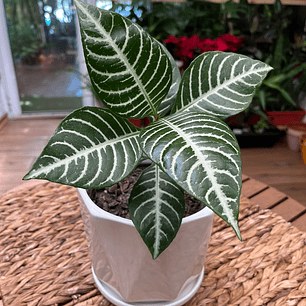 Plantas RV - Afelandra tamaño M 