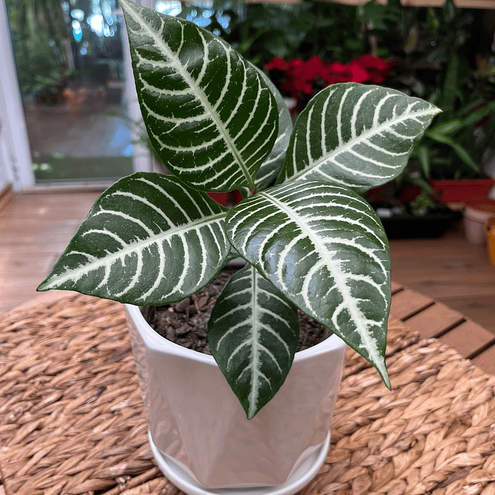 Plantas RV - Afelandra tamaño M  1