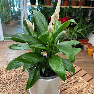 Plantas RV - Spatifilium tamaño M