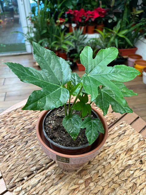 Plantas RV - Aralia tamaño S 