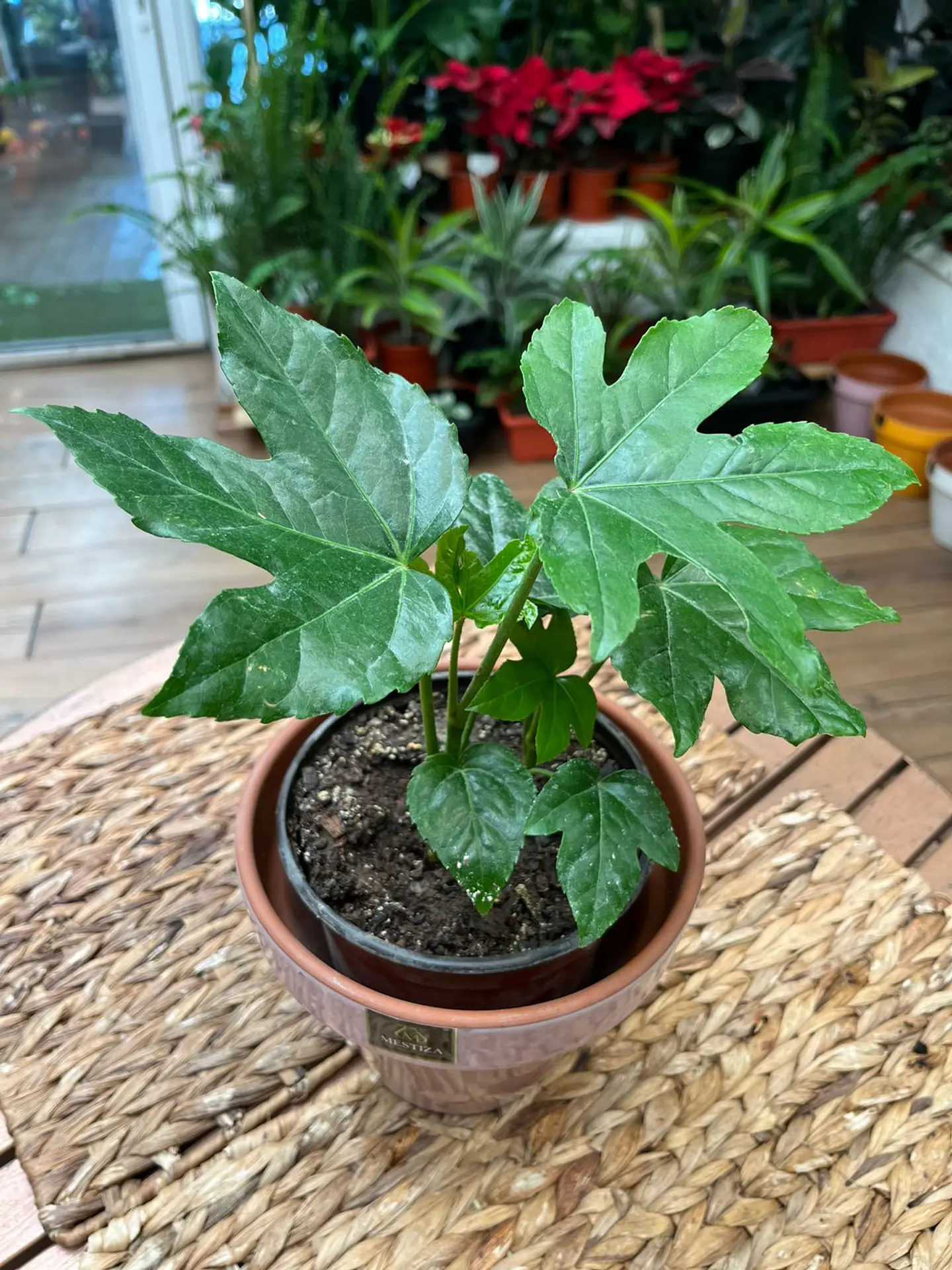 Plantas RV - Aralia tamaño S  1