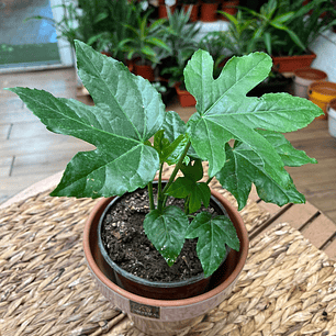 Plantas RV - Aralia tamaño S 