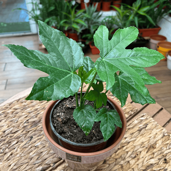 Plantas RV - Aralia tamaño S  1