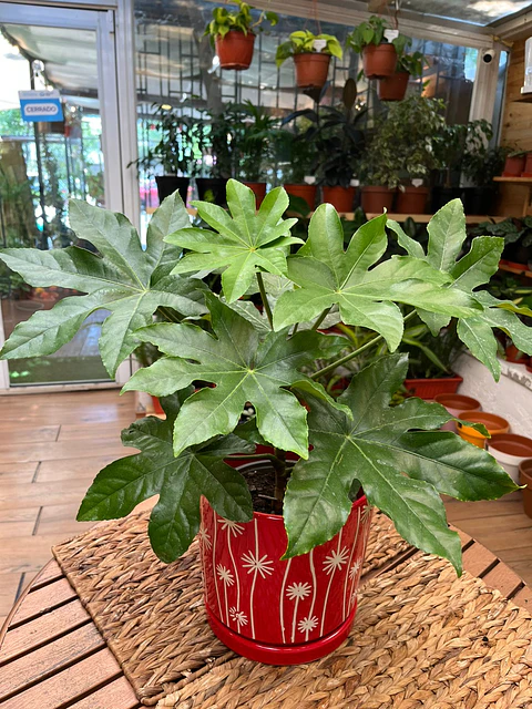 Plantas RV - Aralia tamaño M / Retiro solo en tienda 