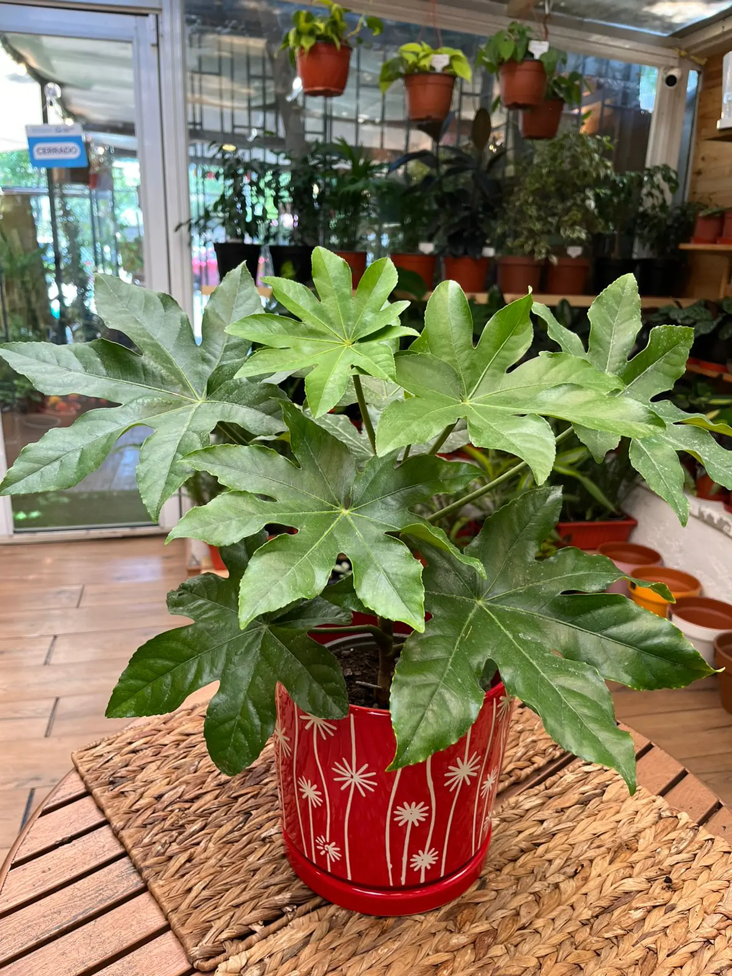 Plantas RV - Aralia tamaño M  1