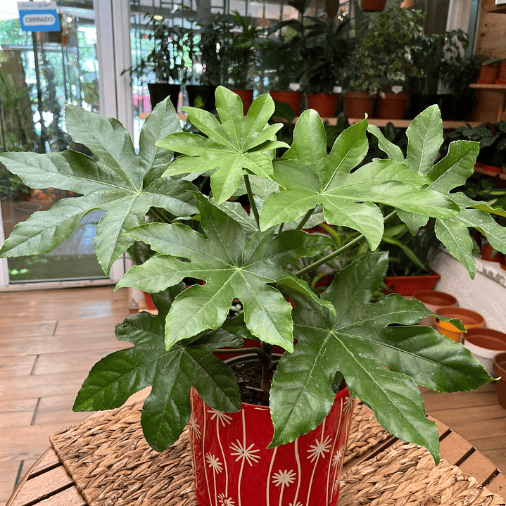 Plantas RV - Aralia tamaño M / Retiro solo en tienda  1