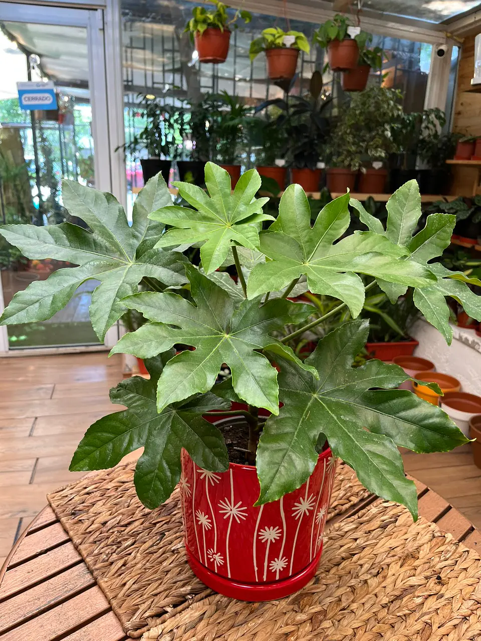 Plantas RV - Aralia tamaño M  1