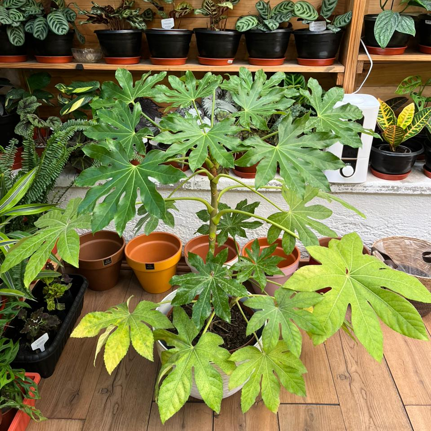 Plantas RV - Aralia tamaño XL  1