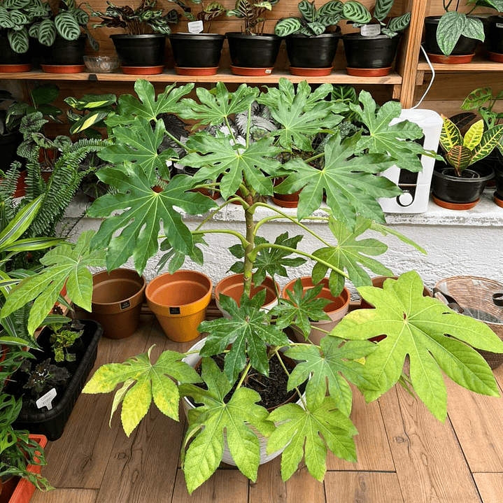 Plantas RV - Aralia tamaño XL  1