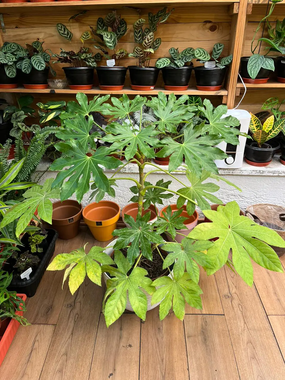 Plantas RV - Aralia tamaño XL  1