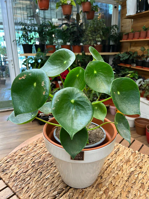 Plantas RV - Cucharita tamaño L 