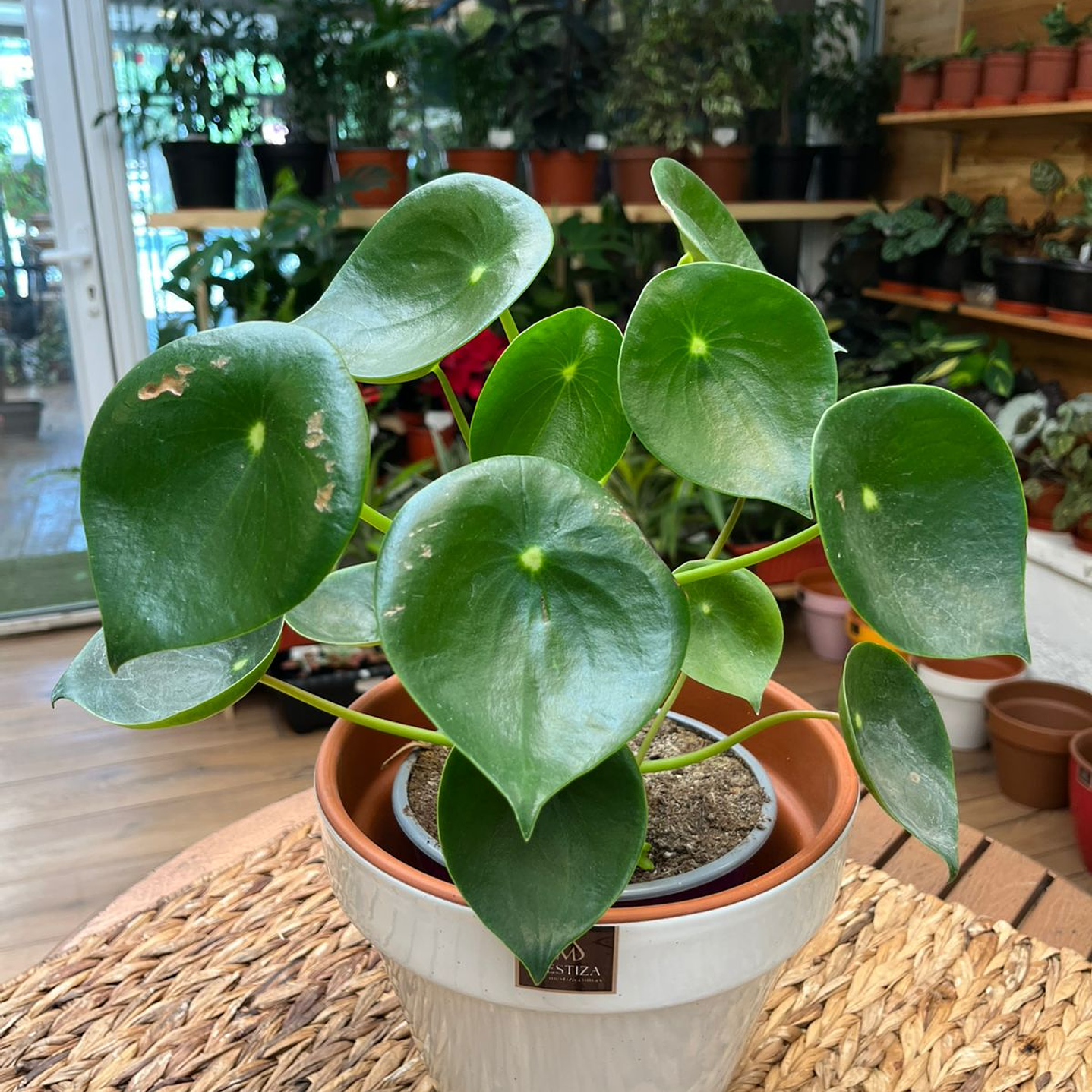 Plantas RV - Cucharita tamaño M  1