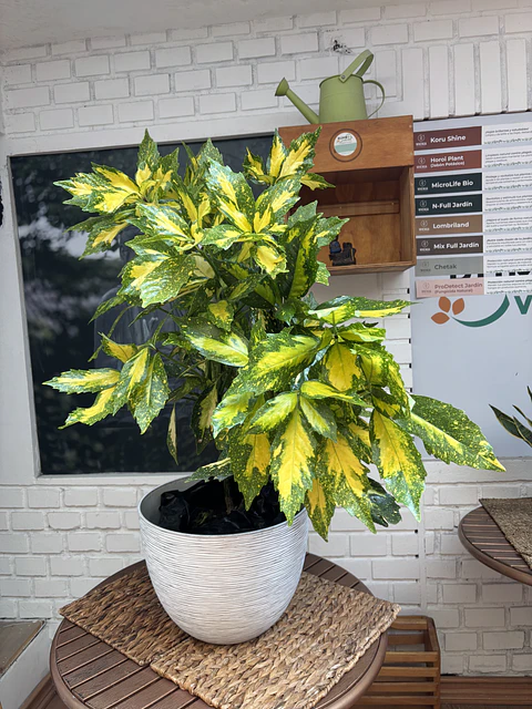 Plantas RV - Aucuba tamaño XL 