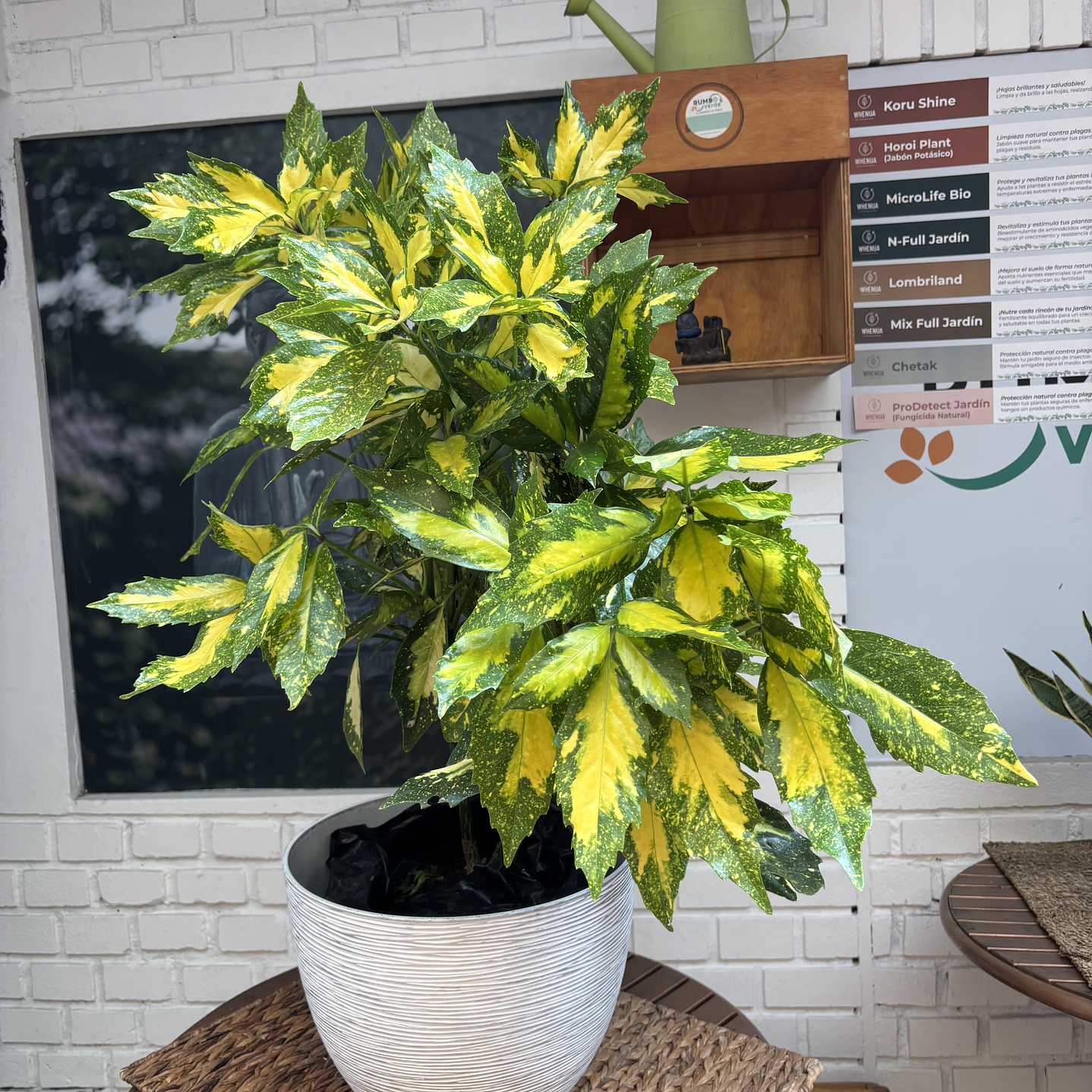 Plantas RV - Aucuba tamaño XL / Retiro solo en tienda  1