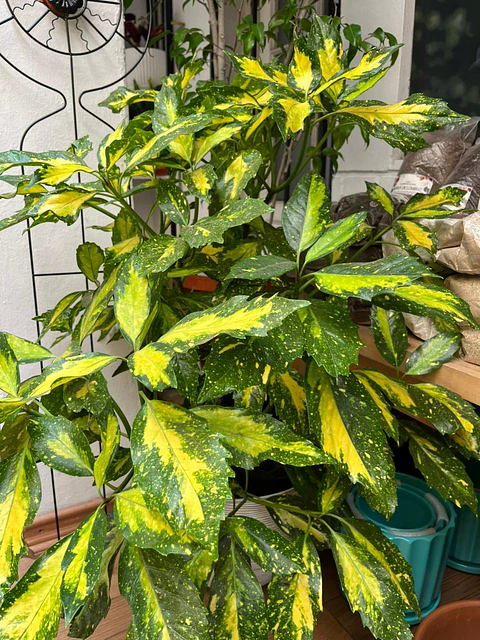 Plantas RV - Aucuba tamaño XL 
