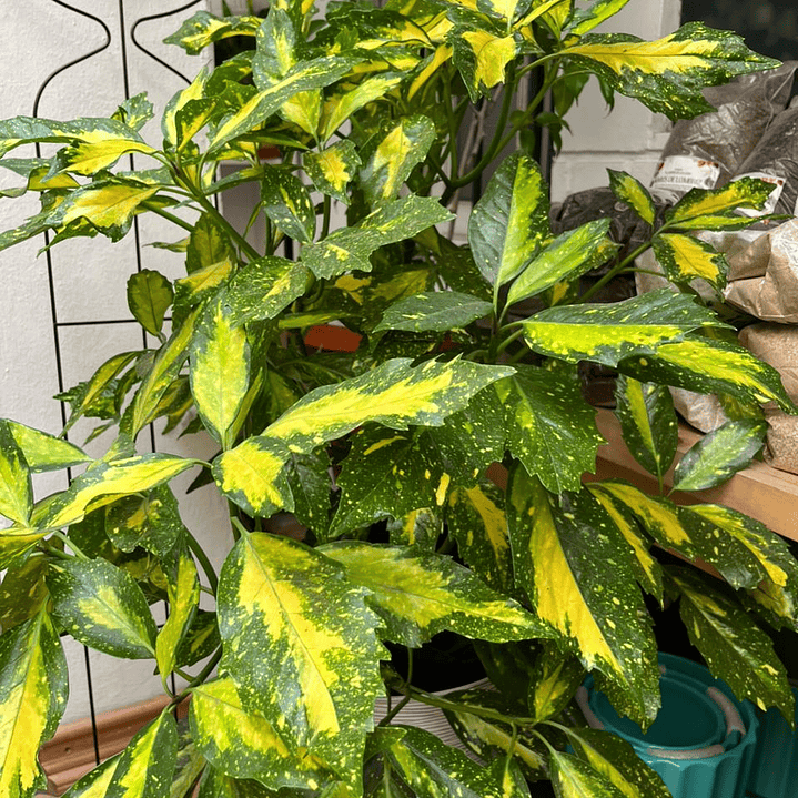 Plantas RV - Aucuba tamaño XL / Retiro solo en tienda  2