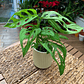 Plantas RV - Monstera Adansonii tamaño M / Retiro en tienda - Miniatura 1