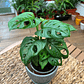 Plantas RV - Monstera Adansonii tamaño M / Retiro en tienda - Miniatura 2
