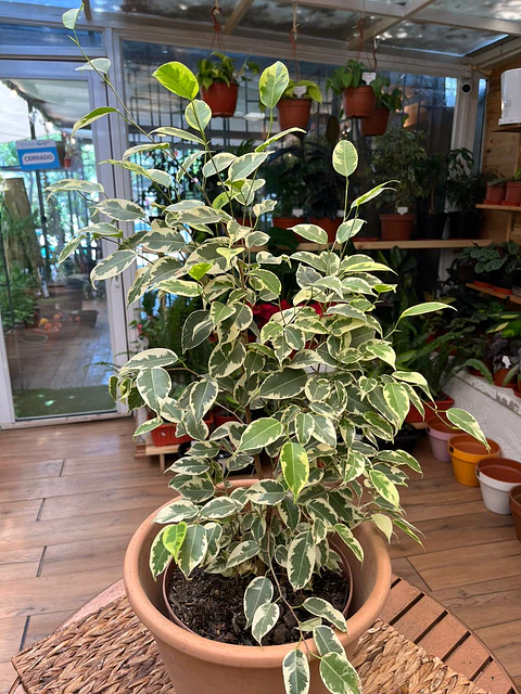 Plantas RV - Ficus Variegado tamaño M / Retiro en tienda